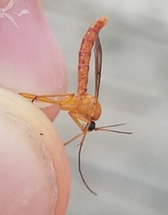 Leptomorphus magnificus