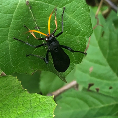 Gnamptopelta obsidianator