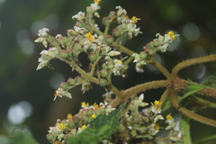 Miconia subseriata