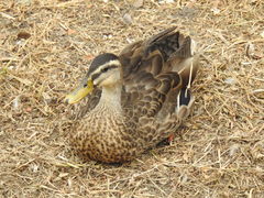 Anas platyrhynchos × zonorhyncha