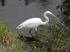 Ardea alba