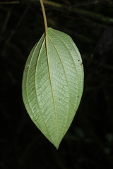 Miconia subseriata
