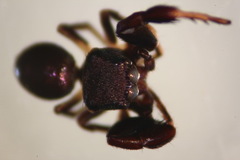 Harmochirus brachiatus