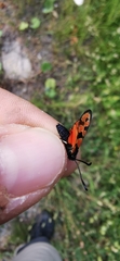 Zygaena hilaris