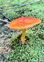 Amanita parcivolvata