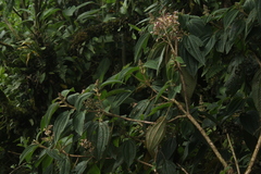 Miconia subseriata