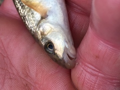 Campostoma oligolepis