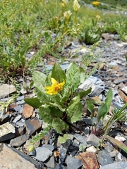 Senecio amplectens holmii