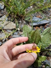 Senecio amplectens holmii