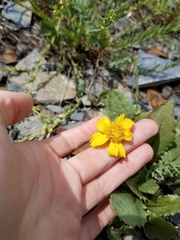 Senecio amplectens holmii