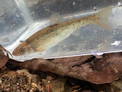 Campostoma oligolepis