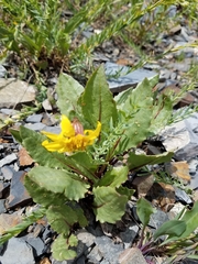 Senecio amplectens holmii