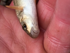 Campostoma oligolepis