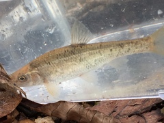 Campostoma oligolepis