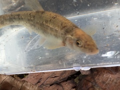 Campostoma oligolepis