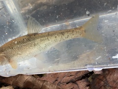 Campostoma oligolepis