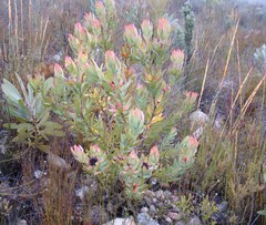 Leucadendron burchellii