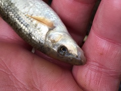 Campostoma oligolepis