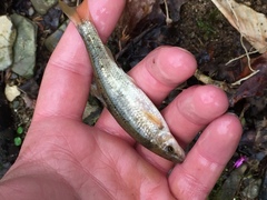 Campostoma oligolepis