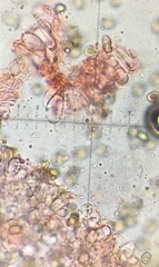 Simocybe serrulata