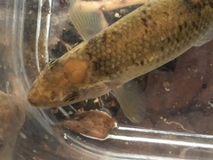 Campostoma oligolepis