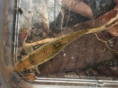 Campostoma oligolepis