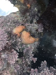 Cnemidocarpa bicornuta