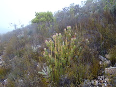 Leucadendron burchellii