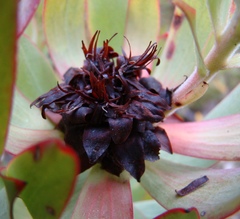 Leucadendron burchellii