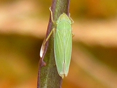 Draeculacephala angulifera