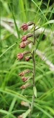 Epipactis atrorubens