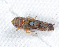 Scaphoideus accumulator