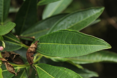 Miconia notabilis