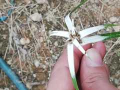 Rhynchospora latifolia