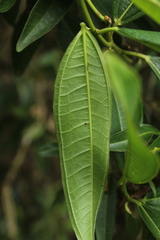 Miconia notabilis