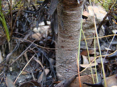 Leucadendron burchellii