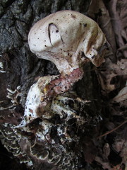 Scleroderma septentrionale