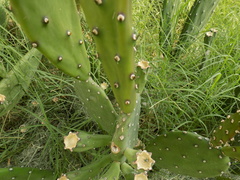 Opuntia elata