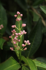 Miconia notabilis