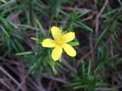 Hypericum lloydii