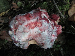 Hypomyces armeniacus