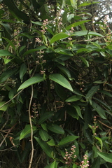 Miconia notabilis