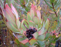 Leucadendron burchellii