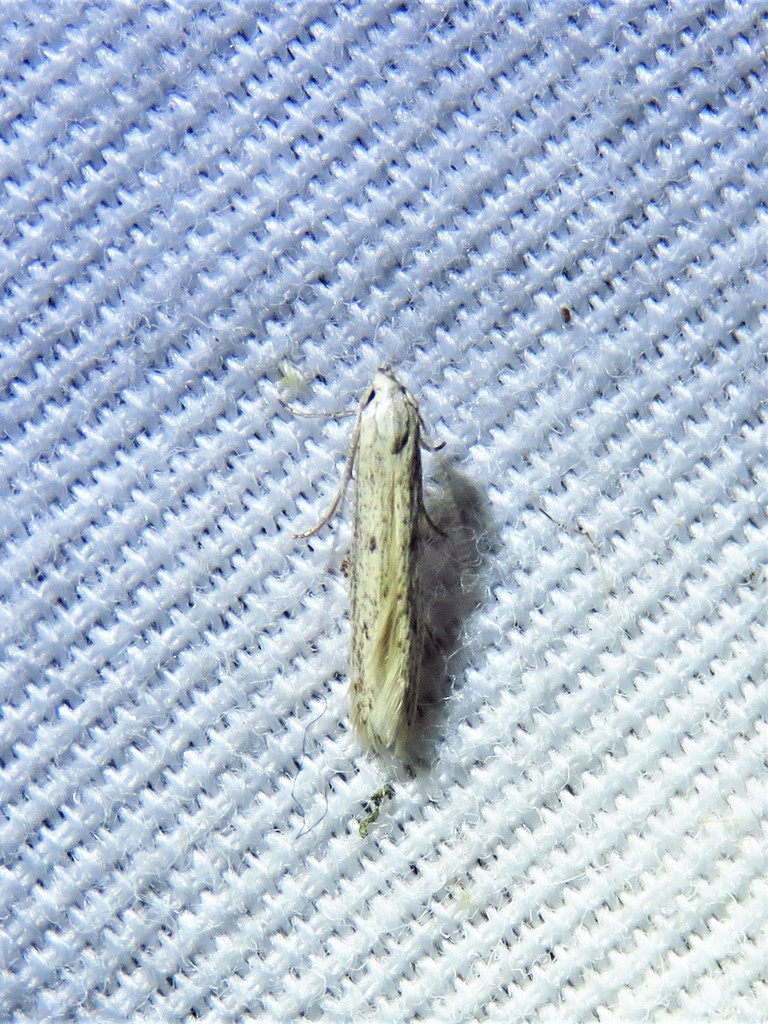 Haplochrois bipunctella