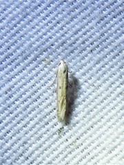 Haplochrois bipunctella