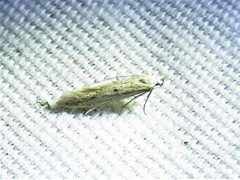 Haplochrois bipunctella