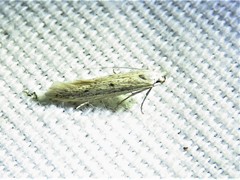 Haplochrois bipunctella
