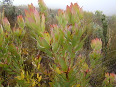 Leucadendron burchellii