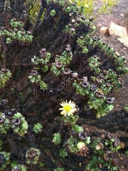 Haplopappus foliosus