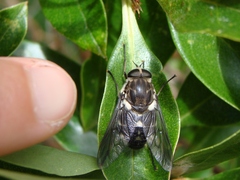 Scaptia adrel